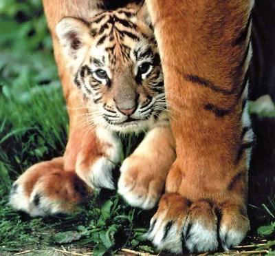 trop beau